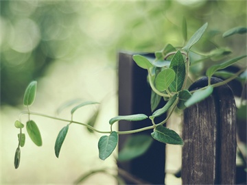 车险赔偿金额，直接支付给修车厂还是车主？全面解析不同情况