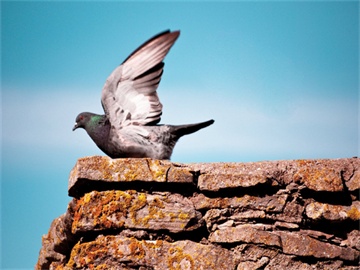 北京公租房申请指南及住满五年后续处理方案