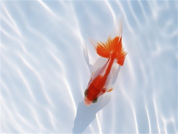 公积金贷款申请流程及注意事项，是否需要打印银行流水和收入证明？