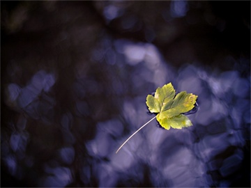 撤销失信后征信恢复详解，五年后删除与信用重建