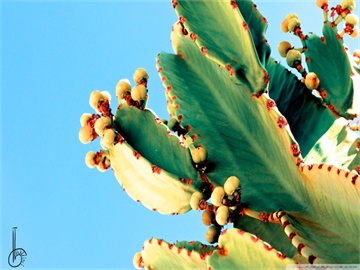 揭秘出险记录跟随对象，车辆还是车主？答案揭晓！